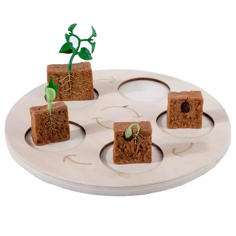 Growth Cycle-Wooden Activity Set
