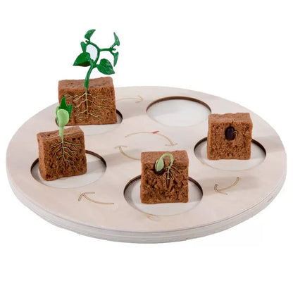 Growth Cycle-Wooden Activity Set
