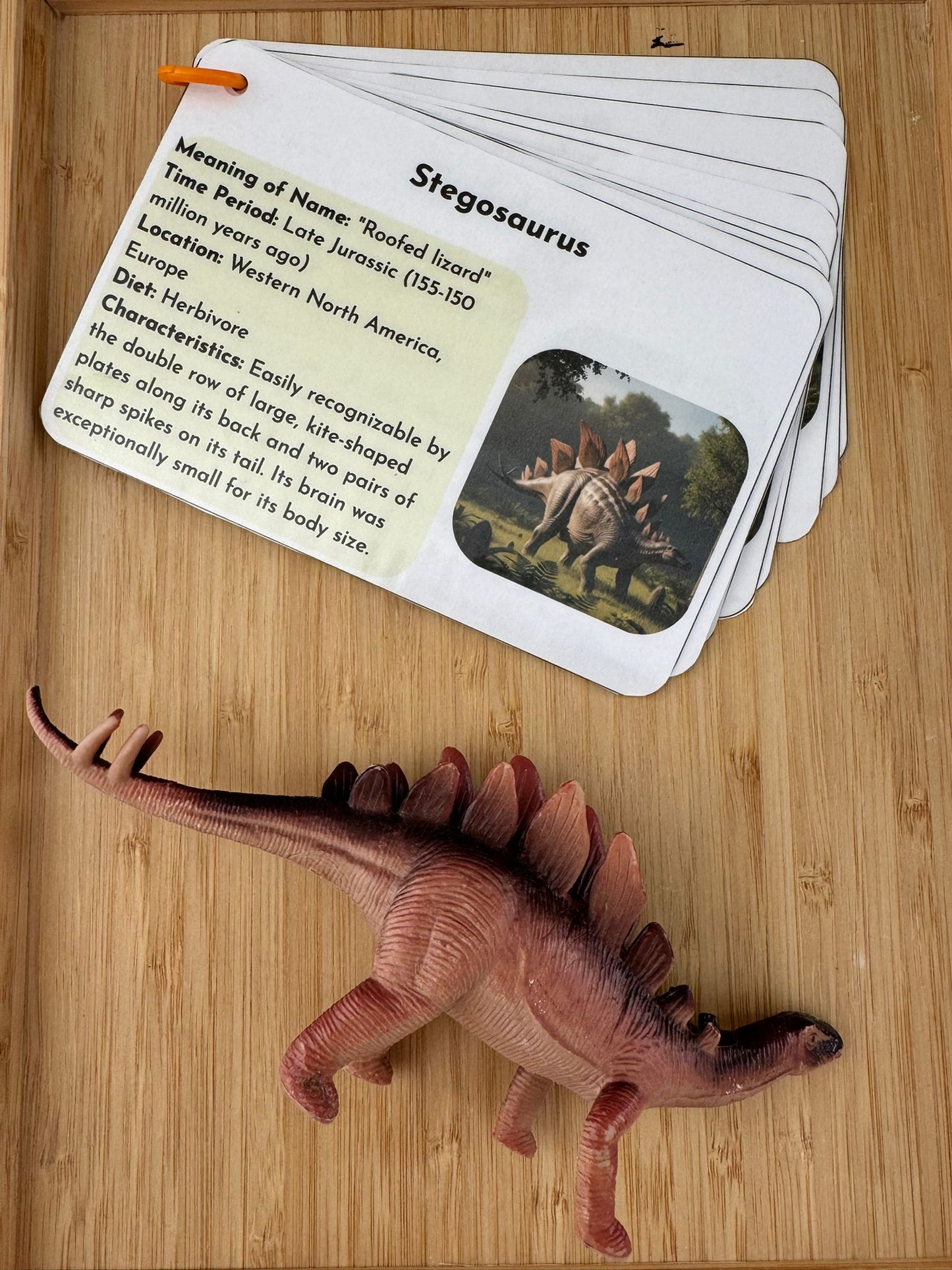 Stegosaurus educational card and toy on a wooden surface
