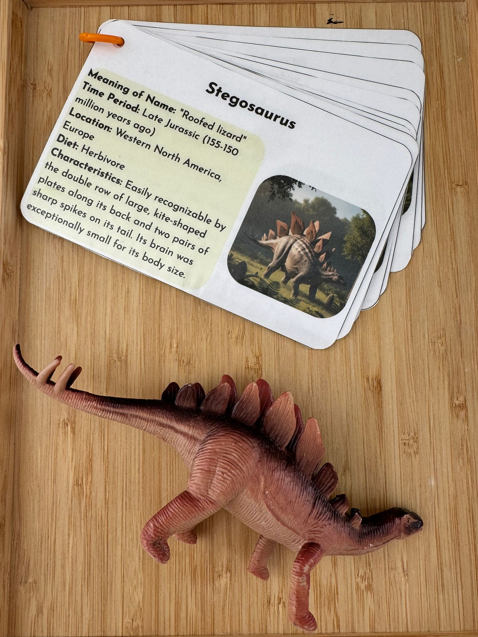 Stegosaurus educational card and toy on a wooden surface